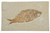 Fossil Fish (Knightia alta) - Wyoming #217562-1